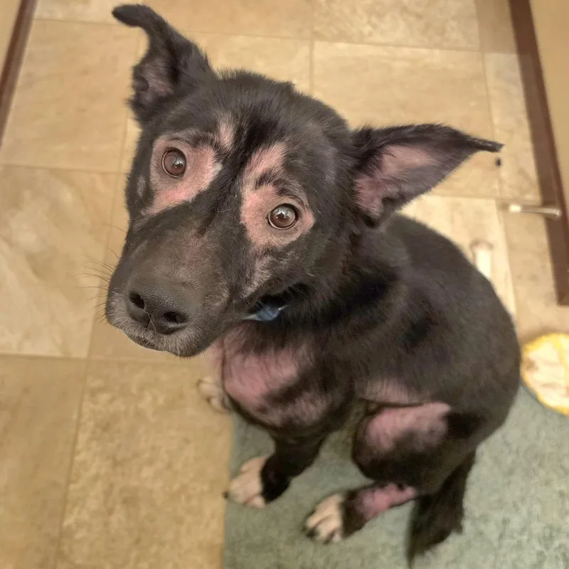 An adult medium-sized male Black Mixed Breed dog named Dell for adoption in Buffalo, MN
