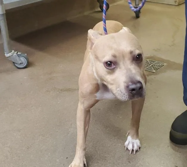 An adult medium-sized female Pit Bull Terrier dog named Coco for adoption in Aurora, IL