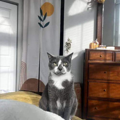 A young small-sized male Domestic Short Hair cat named Miso for adoption in Tampa, FL