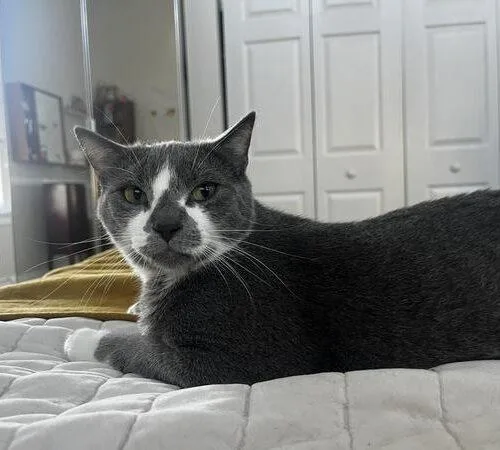 Miso thumbnail 3