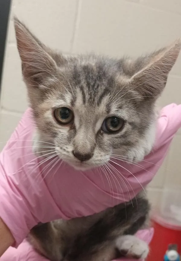 A baby small-sized female Domestic Short Hair cat named Noodle for adoption in El Cajon, CA