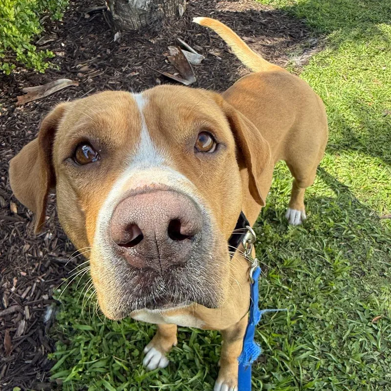 An adult large-sized male Golden Mixed Breed dog named Kevin for adoption in Sarasota, FL
