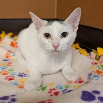 A baby small-sized female White Domestic Short Hair cat named Miriam for adoption in Rochester, MN