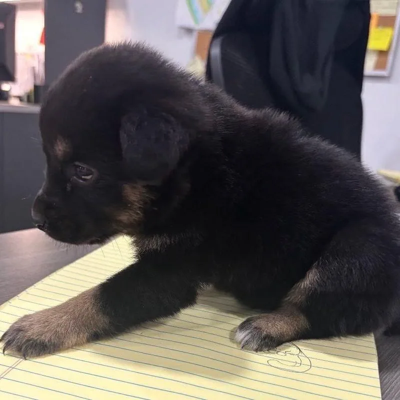 A baby small-sized female Black Mixed Breed dog named Plum for adoption in Buffalo, MN