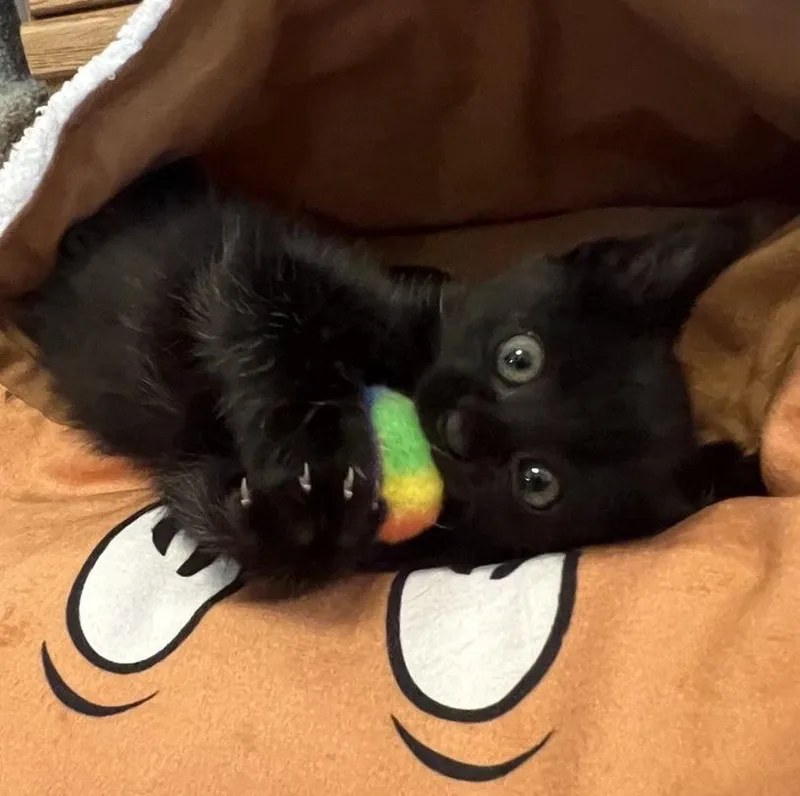 A baby medium-sized female Black Domestic Short Hair cat named Sixx for adoption in Fruit Heights, UT