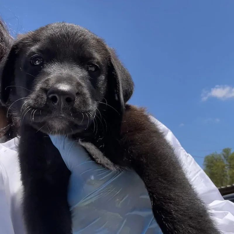 A baby small-sized female Black Shepherd dog named Bella for adoption in Edinburg, TX
