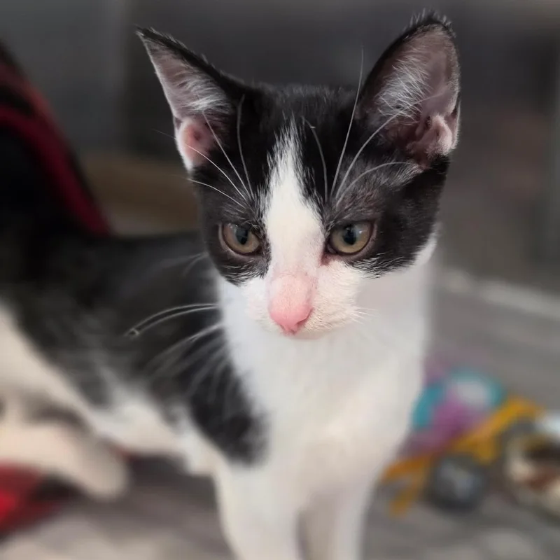 A baby small-sized male Black Domestic Short Hair cat named Bread Basket for adoption in Muncie, IN