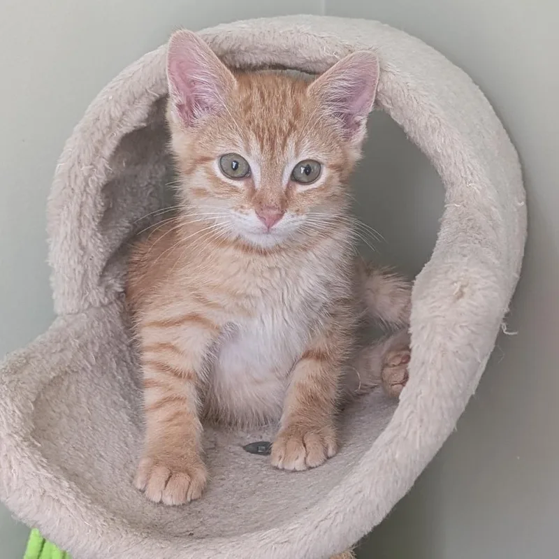 A baby small-sized male Orange / Red Domestic Short Hair cat named Orange Sherbert in Stevensville for adoption in Alexandria, VA
