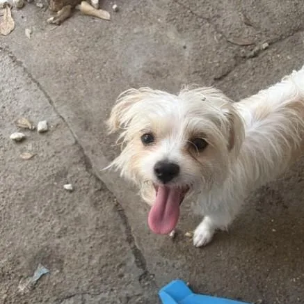 A young small-sized male White / Cream Maltese dog named Balducci for adoption in Houston, TX