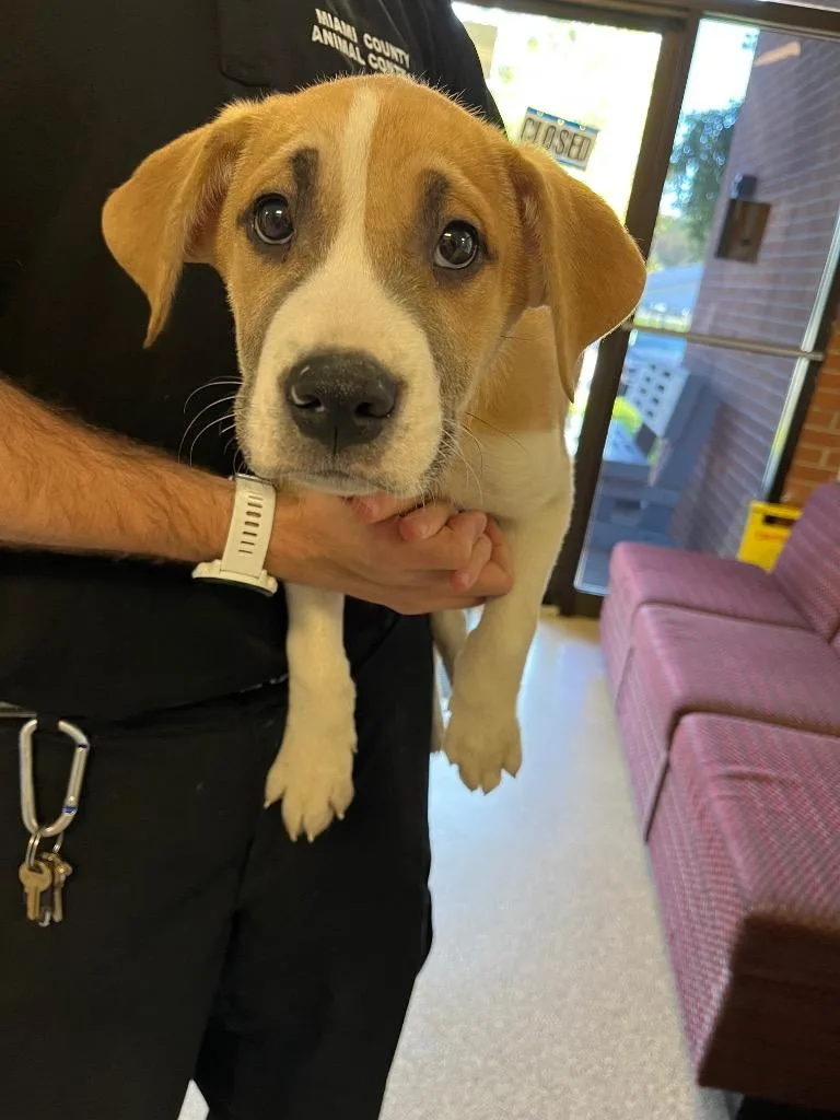 A baby medium-sized male Mixed Breed dog named Hocus for adoption in Troy, OH