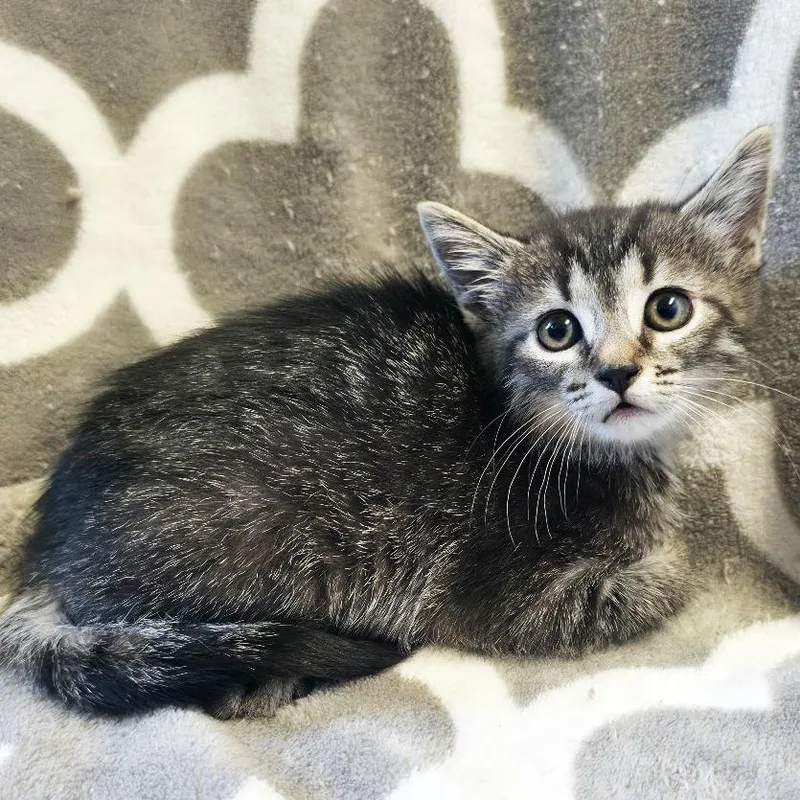 A baby small-sized female Brown / Chocolate Domestic Short Hair cat named Angel for adoption in Mount Juliet, TN