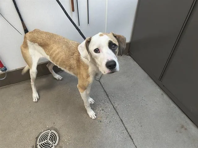 A young medium-sized female Pit Bull Terrier dog named Luna for adoption in Tucson, AZ