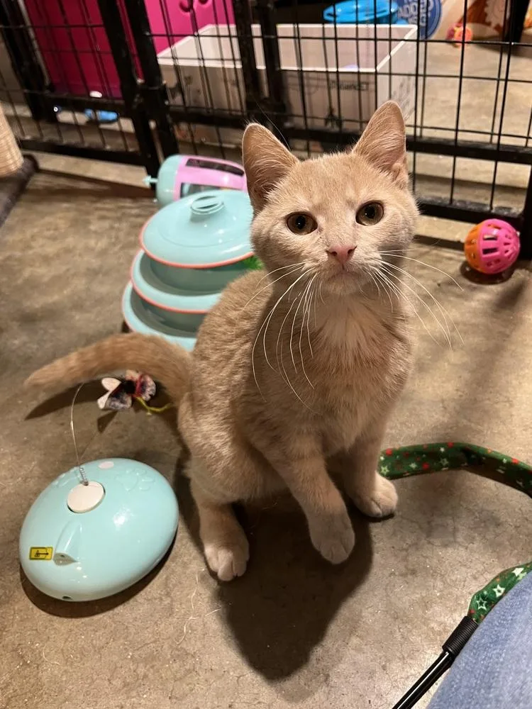 A baby small-sized male Domestic Short Hair cat named Caramel for adoption in Bolton, CT