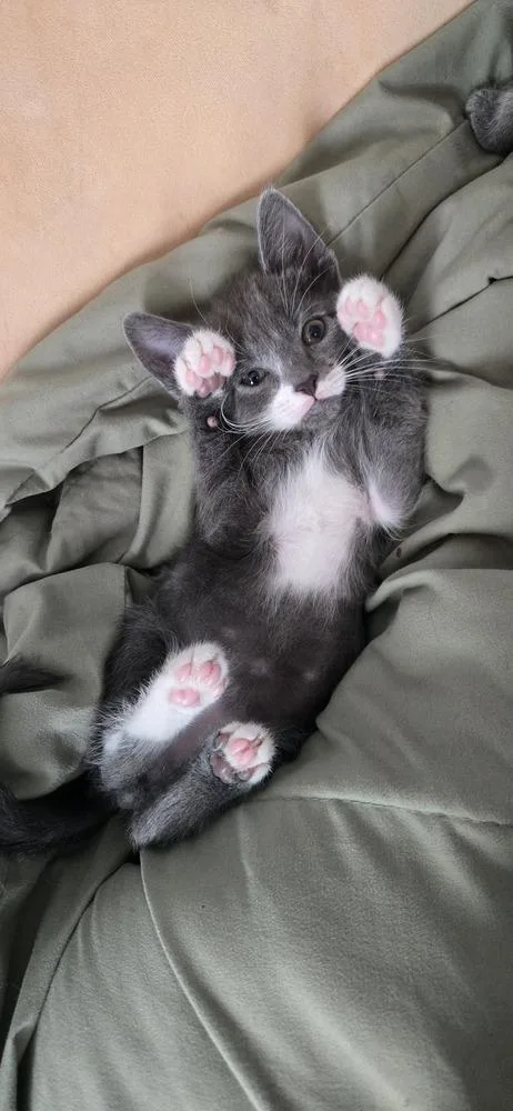 A baby small-sized male Gray & White Domestic Short Hair cat named Natty Boh for adoption in Greenbelt, MD