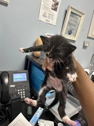 A baby small-sized female Domestic Short Hair cat named Milky Way for adoption in Chamblee, GA