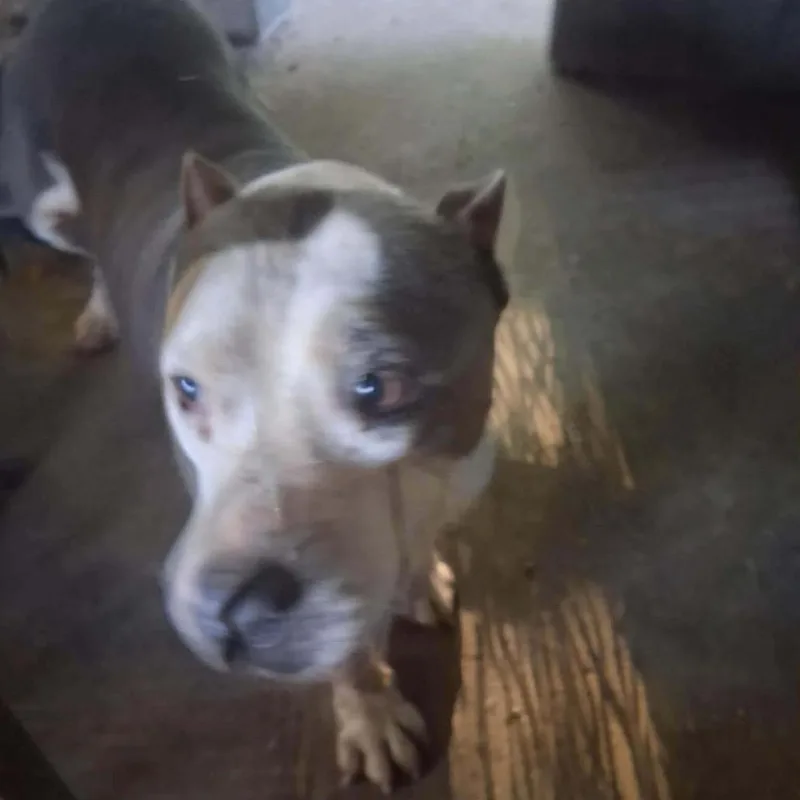 A senior large-sized female Terrier dog named Sparkle for adoption in Hackett, AR