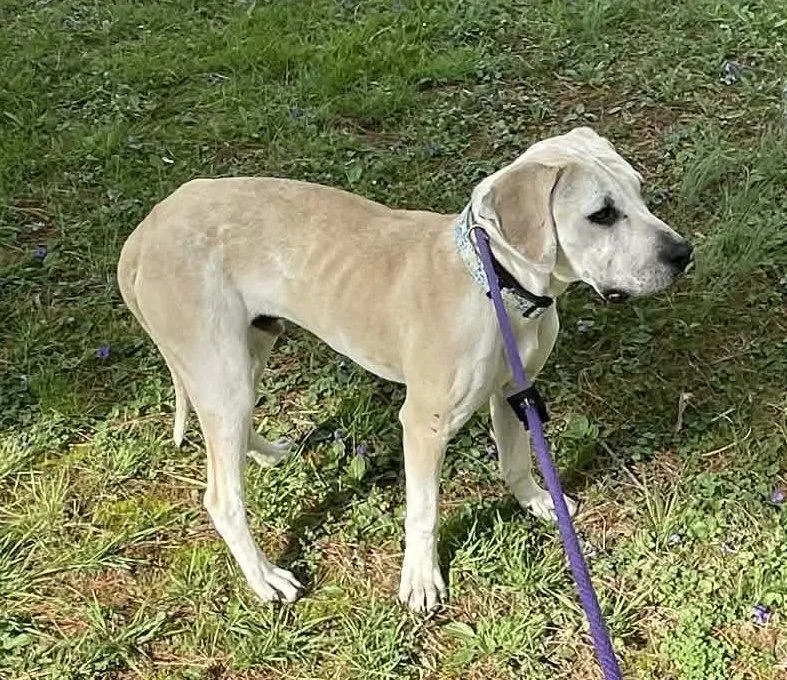 A baby medium-sized male Labrador Retriever dog named Creighton for adoption in Germantown, OH