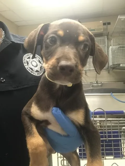 A baby small-sized male Doberman Pinscher dog named Bud for adoption in Conroe, TX