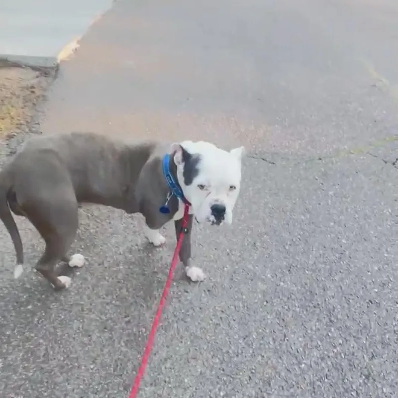 An adult medium-sized female Gray / Blue / Silver Mixed Breed dog named Winifred for adoption in Bartlett, TN