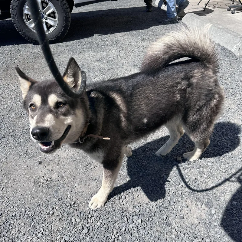 A young medium-sized male Bicolor Shiba Inu dog named Checkers for adoption in Moses Lake, WA