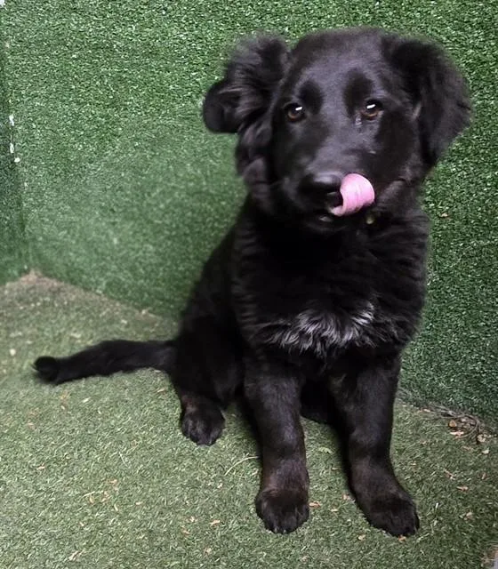 A baby small-sized female Newfoundland Dog dog named Biscuit for adoption in Lancaster, CA