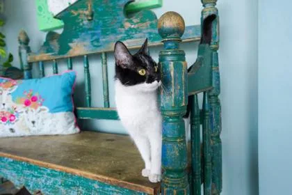 An adult small-sized female Domestic Short Hair cat named Harley Quinn for adoption in San Antonio, TX