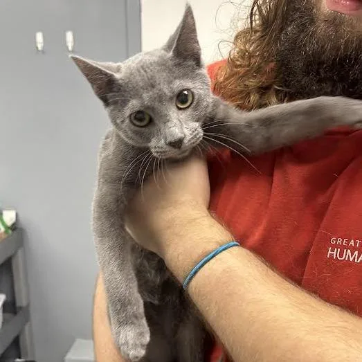 A baby medium-sized male Gray / Blue / Silver Domestic Short Hair cat named Casey for adoption in Birmingham, AL