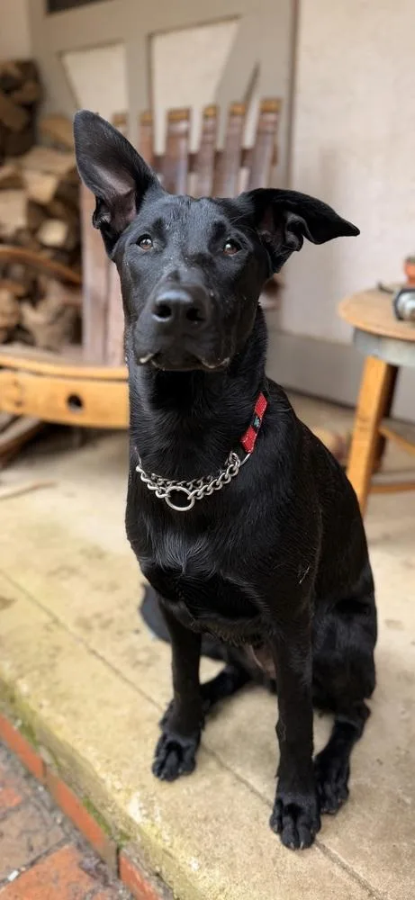Bandit