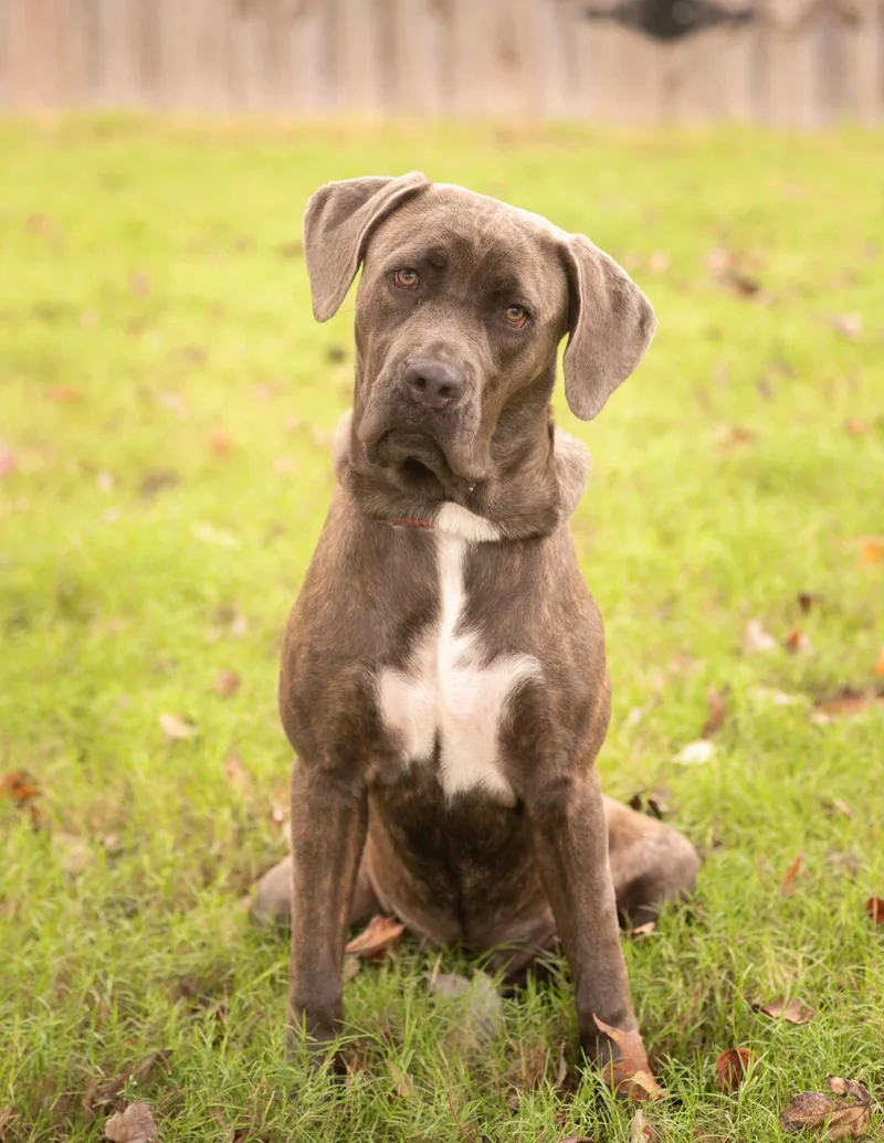 A baby large-sized female Cane Corso dog named Nova for adoption in Southaven, MS