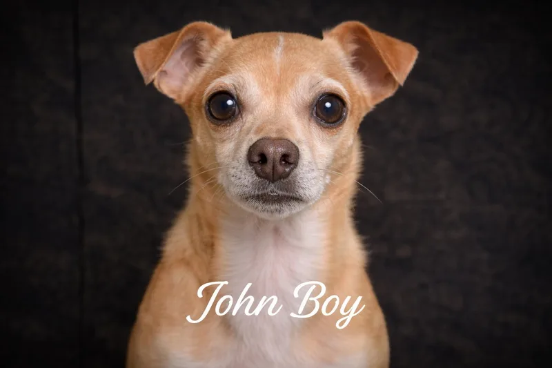 An adult small-sized male Brown / Chocolate Chihuahua dog named John Boy for adoption in Livingston, TX
