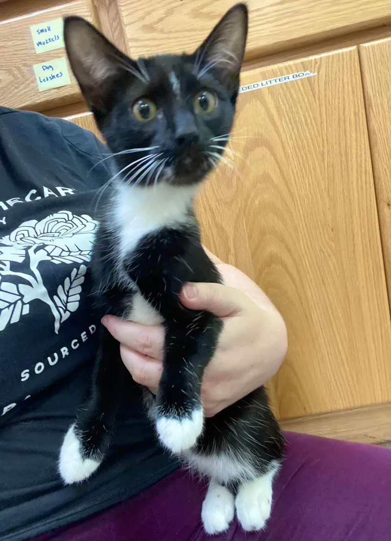 A baby medium-sized female Black & White / Tuxedo Domestic Short Hair cat named Mini for adoption in Pocatello, ID