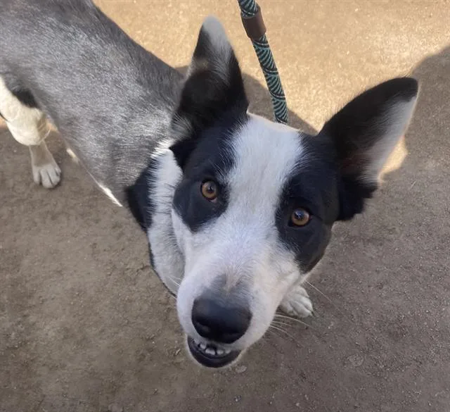 A young medium-sized female Border Collie dog named Sierra for adoption in Salinas, CA