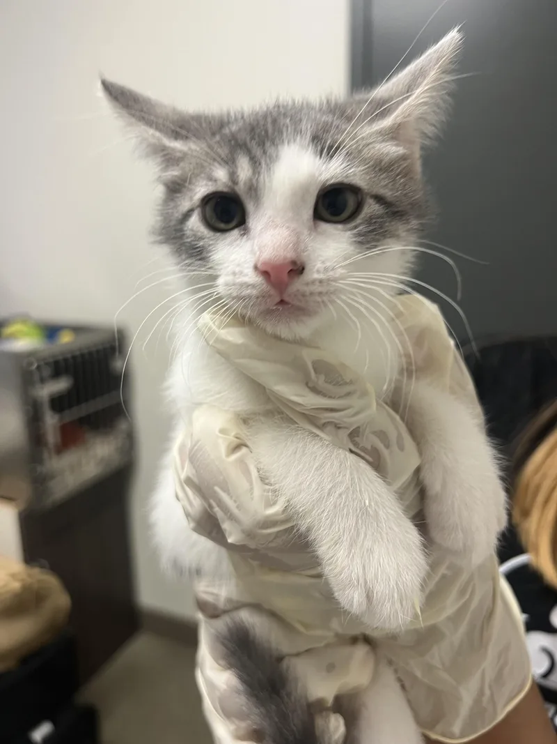 A baby small-sized female Domestic Short Hair cat named Sophie for adoption in Chico, CA