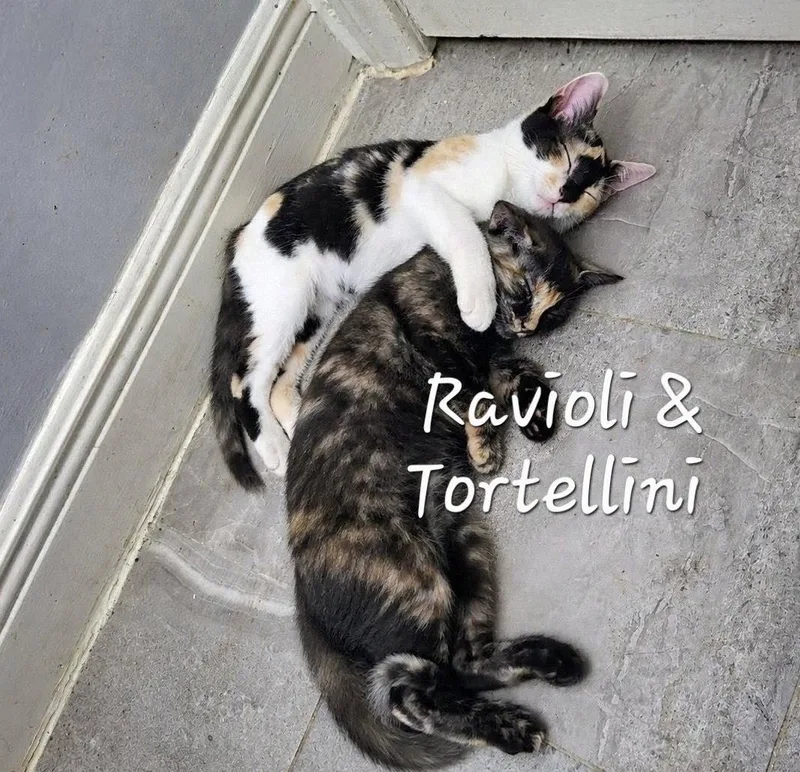 Tortellini & Ravioli Italianpair
