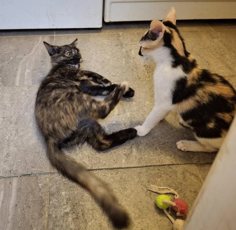 Tortellini & Ravioli Italianpair thumbnail 2