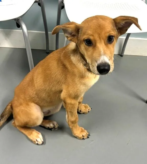 A baby medium-sized male Yellow / Tan / Blond / Fawn Mixed Breed dog named Shawn for adoption in Hawk Point, MO