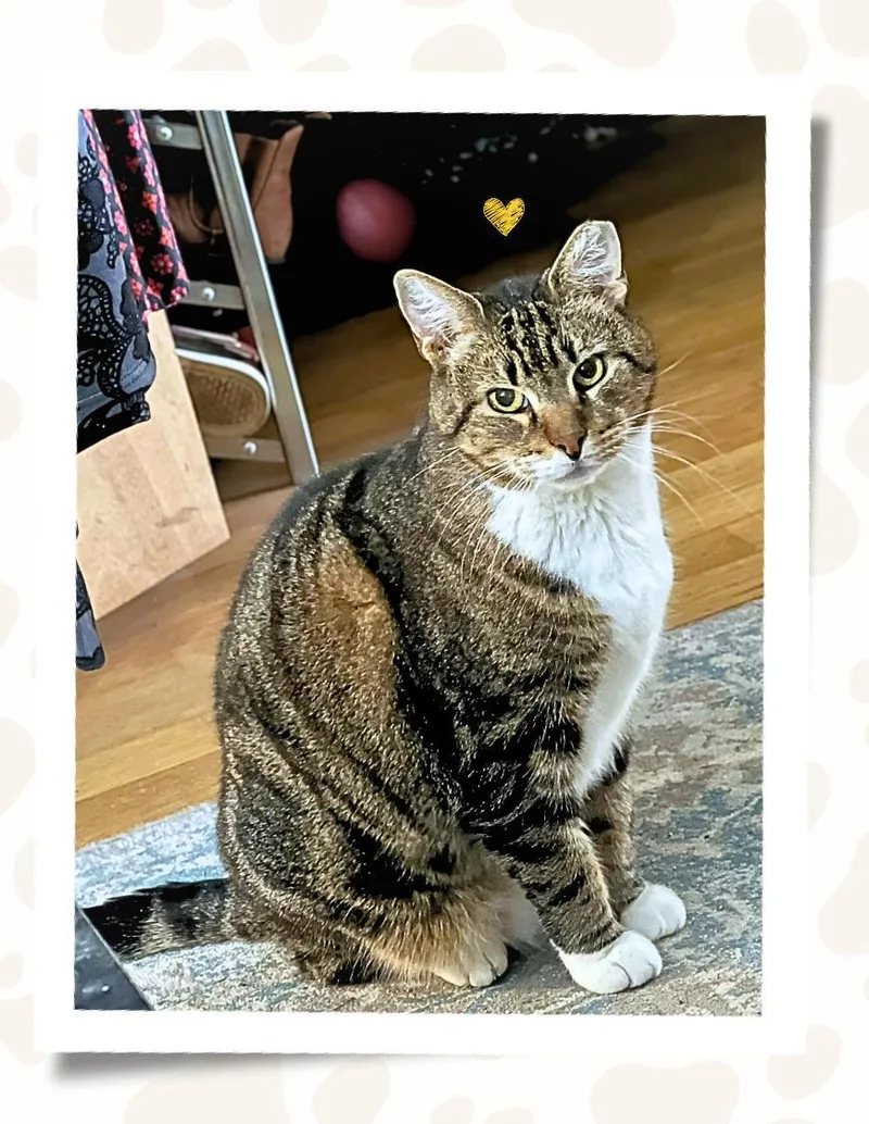 A senior large-sized male Orange / Red Domestic Short Hair cat named Ron and Guillermo for adoption in Jersey City, NJ