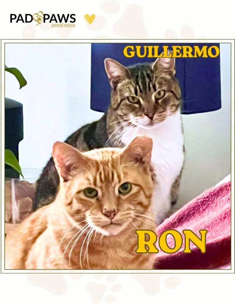 Ron and Guillermo thumbnail 3
