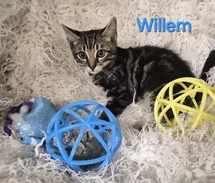 Willem thumbnail 2