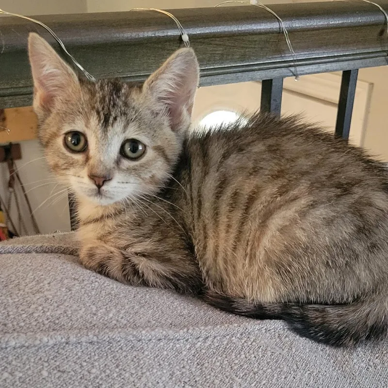 A baby small-sized female Brown / Chocolate Domestic Short Hair cat named Zoey for adoption in Atlanta, GA