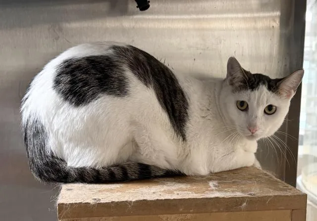 A young small-sized male Domestic Short Hair cat named Larry for adoption in Los Angeles, CA