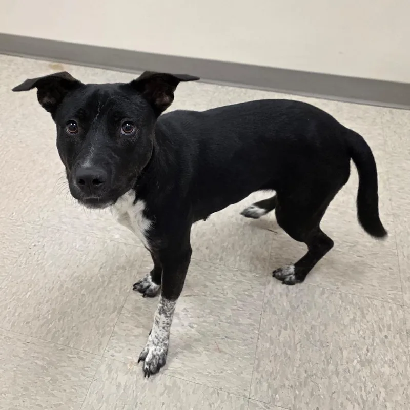 A young medium-sized female Pit Bull Terrier dog named Josie for adoption in Chatham, VA