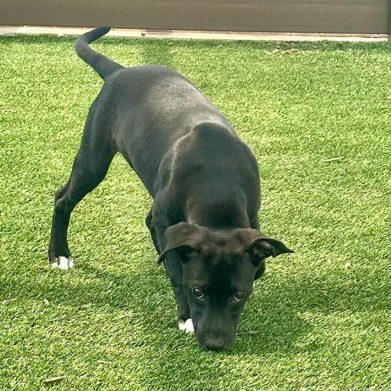 A baby medium-sized female Black Mixed Breed dog named Yvonne for adoption in Bradenton, FL