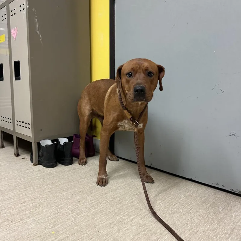 An adult medium-sized male Red / Chestnut / Orange Mixed Breed dog named Rocky Step for adoption in Red House, WV
