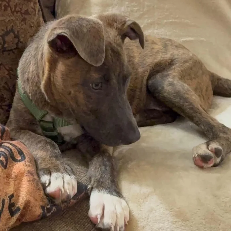 Puppy Eddie thumbnail 2