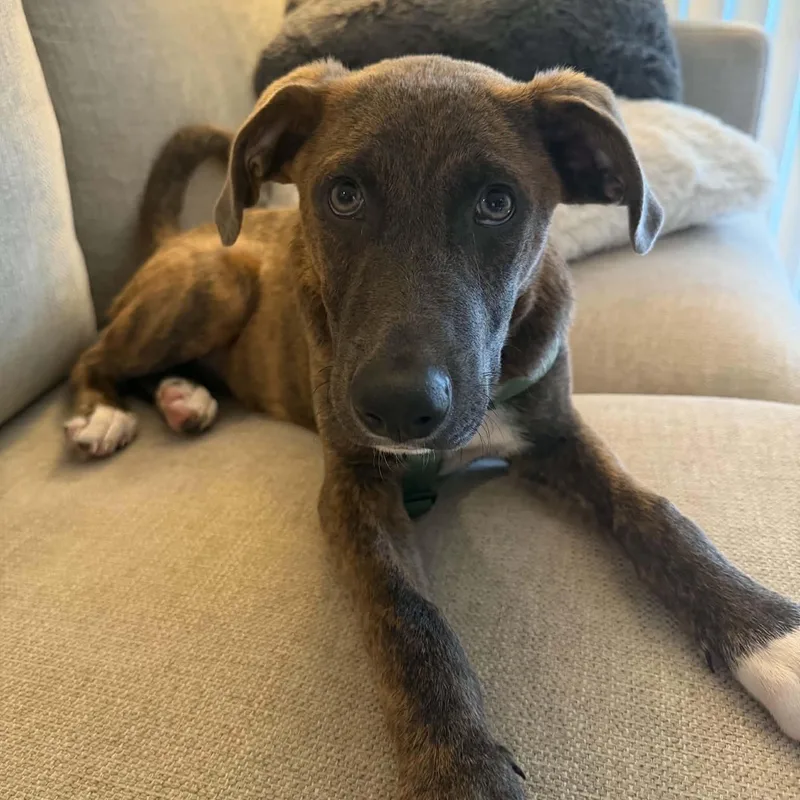 Puppy Eddie thumbnail 3