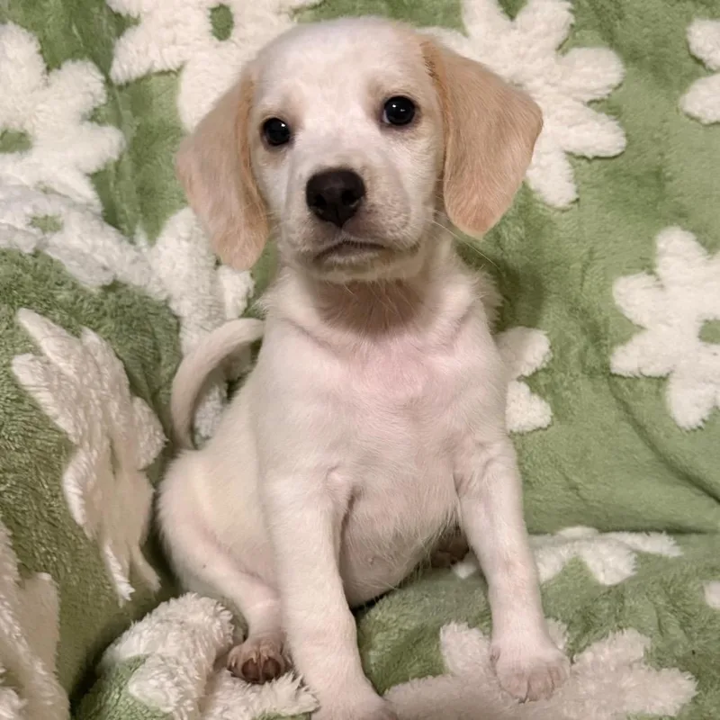 A baby small-sized female White / Cream Beagle dog named Lilly for adoption in Cincinnati, OH