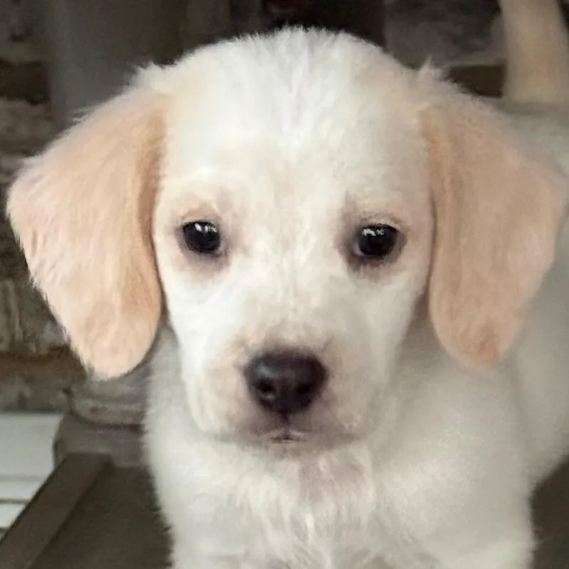 Lilly thumbnail 3