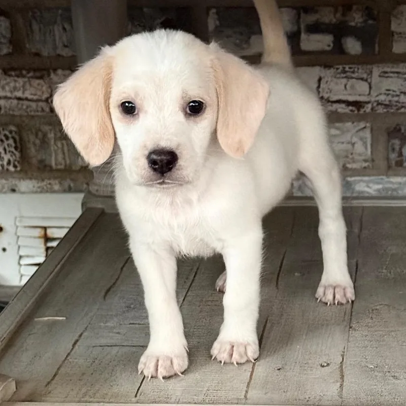 Lilly thumbnail 4