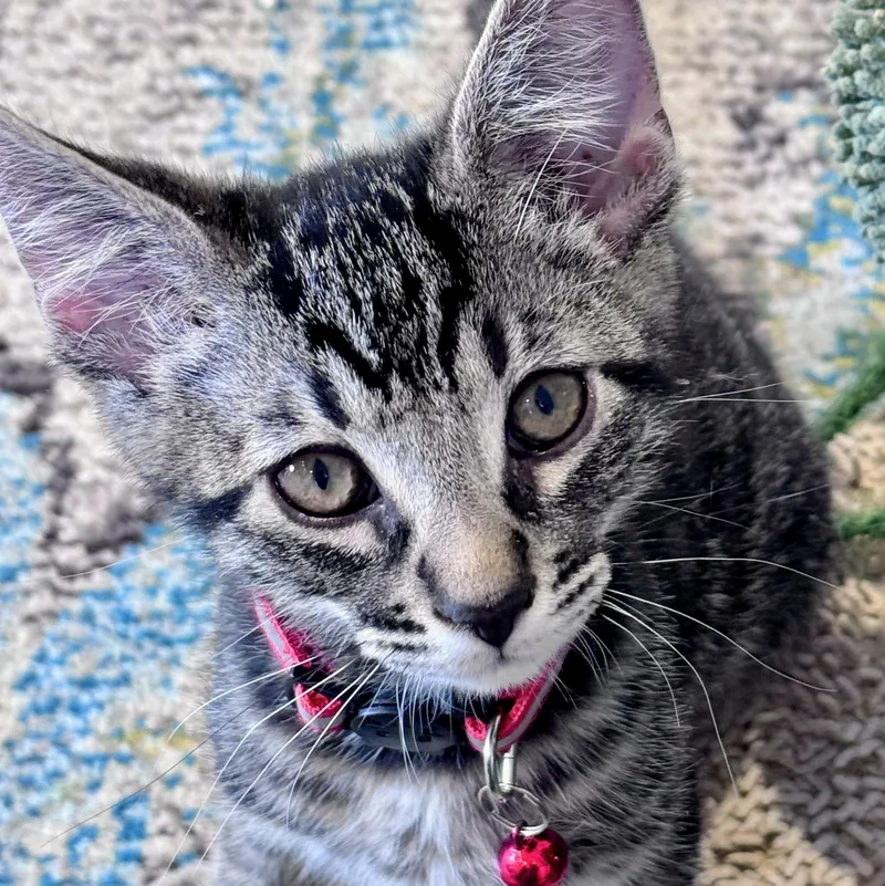 A baby medium-sized male Tabby (Tiger Striped) Domestic Short Hair cat named Mateo for adoption in Wilsonville, OR